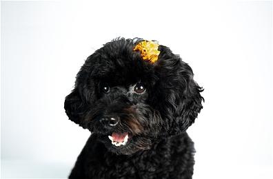 未经证实的爆料显示任天堂Switch 2的游戏价格或将上涨